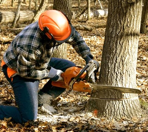Tree Removal in Coltons Point, MD